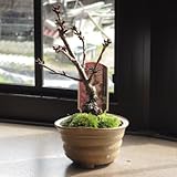今年はチャレンジ　サクラ盆栽でお花見　桜盆栽
