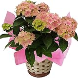 予約　ニキフルールのあじさい　【星がすりピンク】　5号鉢　母の日　あじさい　アジサイ　紫陽花　花鉢植え　花　ギフト　プレゼント　贈答品