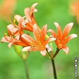 国華園 夏植え球根 リコリス サンギニア(キツネノカミソリ) 5球【※発送が国華園からの場合のみ正規品です】