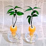 「良縁を結ぶ梛(ナギ)の木」と　カラフル容器　2セット　【土なし　清潔　水やり簡単　セラハイト】　梛の木は、「NHK大河ドラマ　女城主　直虎」で「愛しいものの無事を祈る木」「災いを避ける木」「良縁を結
