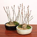 中品盆栽：鉢色選べるピンクネコ柳寄せ（陶器鉢）* (白)