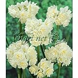 [秋植え球根]香り水仙：エイリッチャー（八重房咲き）2球入り 2袋セット[エルリッチャー] ノーブランド品
