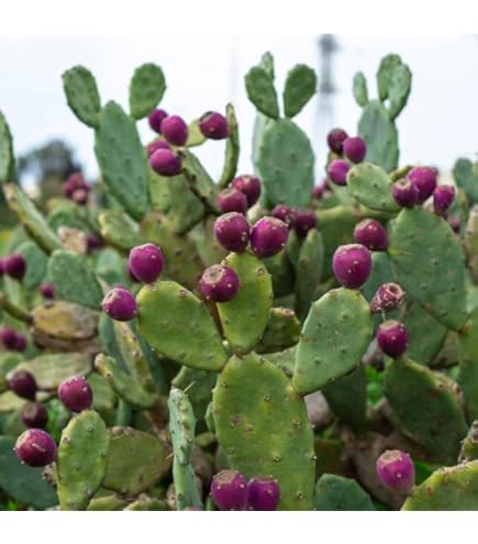 Amazon.co.jp: Opuntia santa-rita compact form オプンチア