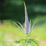 山野草:クガイソウ(九蓋草) 9cmポット苗【紫桜館山の花屋】