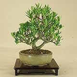 いよじ園 細葉実成クチナシ -清誉- 小品盆栽 （いよじ園）