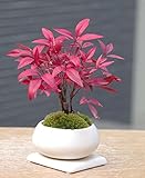 いにしえの和をお届けします【南天（なんてん）の盆栽（白陶器鉢）・下皿セット】