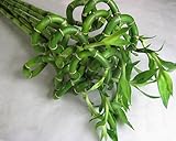 スパイラルバンブー 生花 切り花 ドラセナ 万年竹 5本