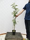 桃 福島系大玉白鳳 樹高1.0m程度 2年生苗