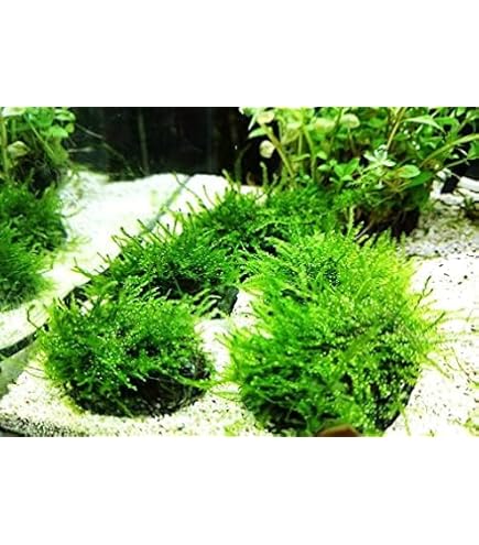 Amazon | 【B-O-D-AQUA】南米ウィローモス活着マングローブ系流木
