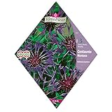 [ヤグルマギク 花タネ]マウンテンコーンフラワー*