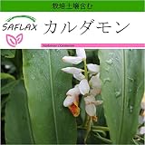 SAFLAX - カルダモン - 20 個の種。- より良い栽培のための土壌を含みます - Elettaria cardamomum