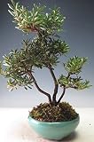 盆栽　花芽付き！皐月（さつき）（星の輝）の鉢植え【現品】　2018春開花予定