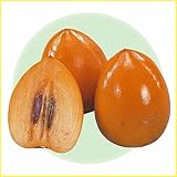 渋柿の苗木　愛宕柿（あたごがき）