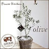 オリーブの木　5号鉢　バナナカゴ付き 茶カゴ　品種お任せ (oli5chakago)