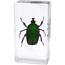 土曜日まで限定セール　昆虫標本　コガネムシ コガネムシ ♀ 宮崎県 - Insect Islands 〜南の島の昆虫標本屋さん〜