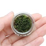(観葉) 苔Terrarium ヤマゴケ フラットシャーレ 説明書付 テラリウムキット 本州・四国限定[生体]