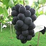 ぶどう 苗木 ブラックビート(PVP) 12cmポット苗 ブドウ 苗 葡萄