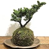 苔玉 エゾ松の苔玉