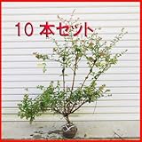 ８月商品写真更新！庭木：アベリア（あべりあ）10本セット*　Ｈ：30-40ｃｍ