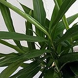 アジアンハーブ：カー（タイジンジャー）4号ポット ノーブランド品