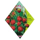 [四季なりいちご ワイルドストロベリー ハーブのタネ][フランス花の種]アルペンストロベリー* ノーブランド品