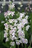 【2019年春? 開花見込み株】【山野草】交配エビネ 桃系