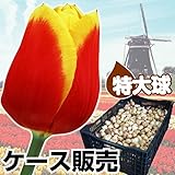 国華園 ケース販売 特大球 赤黄2色咲チューリップ 600球【※発送が国華園からの場合のみ正規品です】