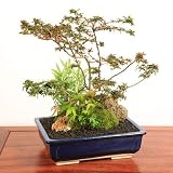 盆栽：百日紅・山もみじ寄せ*