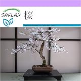 SAFLAX - 桜 - 30 個の種。 - Prunus serulata