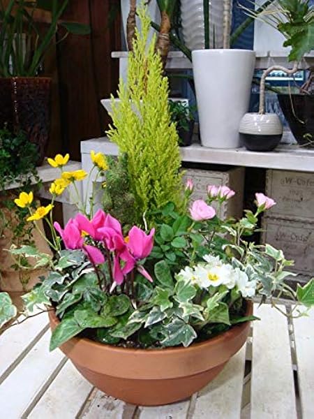 Amazon 季節のお花でおまかせ寄せ植え S サイズ コニファー ゴールドクレスト シンプルテラコッタ陶器鉢 おまかせピック付き 鉢植え 観葉植物 オンライン通販