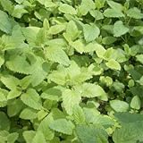 レモンバーム3～3.5号ポット6株セット ノーブランド品