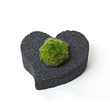 【eco-pochi】 苔ポチ×ハート　黒　コケポチ こけぽち 観葉植物　苔玉