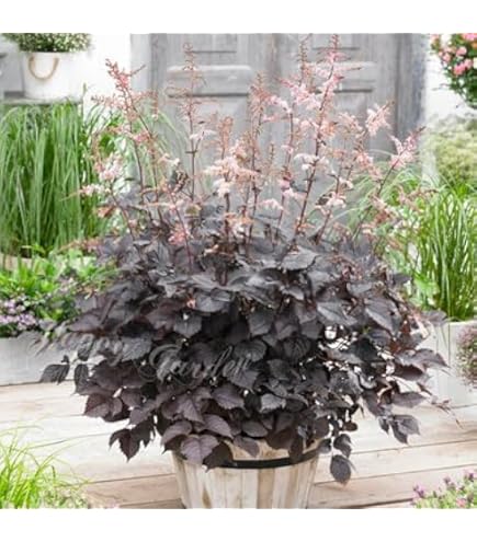 Amazon.co.jp: World Fantasy Garden 苗 黒葉ミツバ 1鉢 3～3.5号 【お