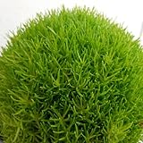 サギナ（アイリッシュモス）：ライトグリーン3号ポット 6株セット ノーブランド品