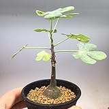 多肉植物:アデニア・グラウカ*塊幅1.5cm