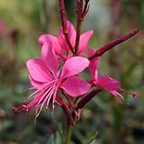 白蝶草（ガウラ） ピンク ×2ポット