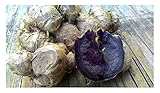 『クラチャイダム(黒うこん)』球根 10球(タイ産)