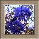 Wisteria seeds, bonsai Wisteria sinensis tree 100% true seed in-kind shooting, 10 pcs / bag 7Deep Bl