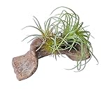 キーストーン 人工観葉植物 ブラウン 約W15×D8×H6cm