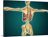 Stocktrekイメージプレミアムシックラップキャンバス壁アート印刷題名Back View Of Human Skeleton with nervousシステム、動脈と静脈 40" x 30" 20