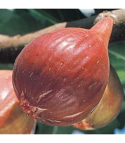 Amazon.co.jp: GREEN GREEK グリーングリーク b いちじく 苗木