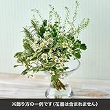 切り花 花材 飾って楽しむ「ヴェールプレーリー」 日比谷花壇