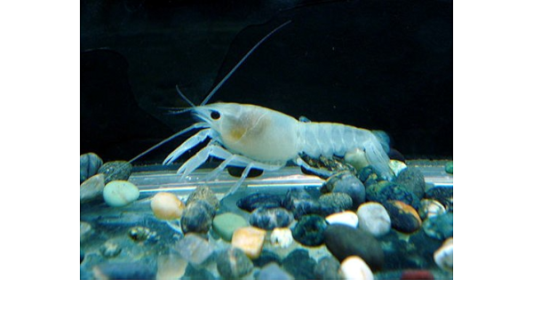 Amazon 繁殖させて下さい ホワイトザリガニ1ペアー 計2匹 がついた飼育セット 生体 名生園 こだわりの生体をお届けします 名生園 観賞魚 水中生物 通販