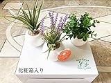 かわいい　まあるい光触媒インテリアグリーン　ラベンダー／ユーカリ/エアプランツ3個セット
