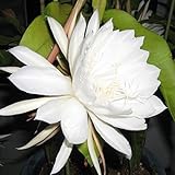 クジャクサボテン：月下美人（ゲッカビジン）3号ポット 3株セット ノーブランド品