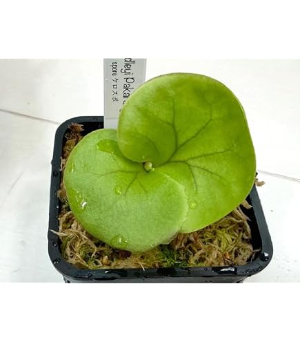 Amazon｜frog_yamato【veitchii wild Gede】トキントキン ベイチー ゲ