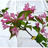 谷空木 タニウツギ 苗 1ポット