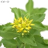 (山野草)キリンソウ(麒麟草) 3号(1ポット) 本州・四国限定[生体]