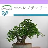 SAFLAX - マハレブチェリー - 30 個の種。 - Prunus mahaleb