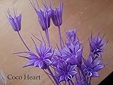 ~Coco Heart~ ニゲラオリエンタリス　ライトパープル　 （ 母の日　クリスマス　ハロウィン　ハンドメイド木の実・ドライフラワー.リース、アレンジ）